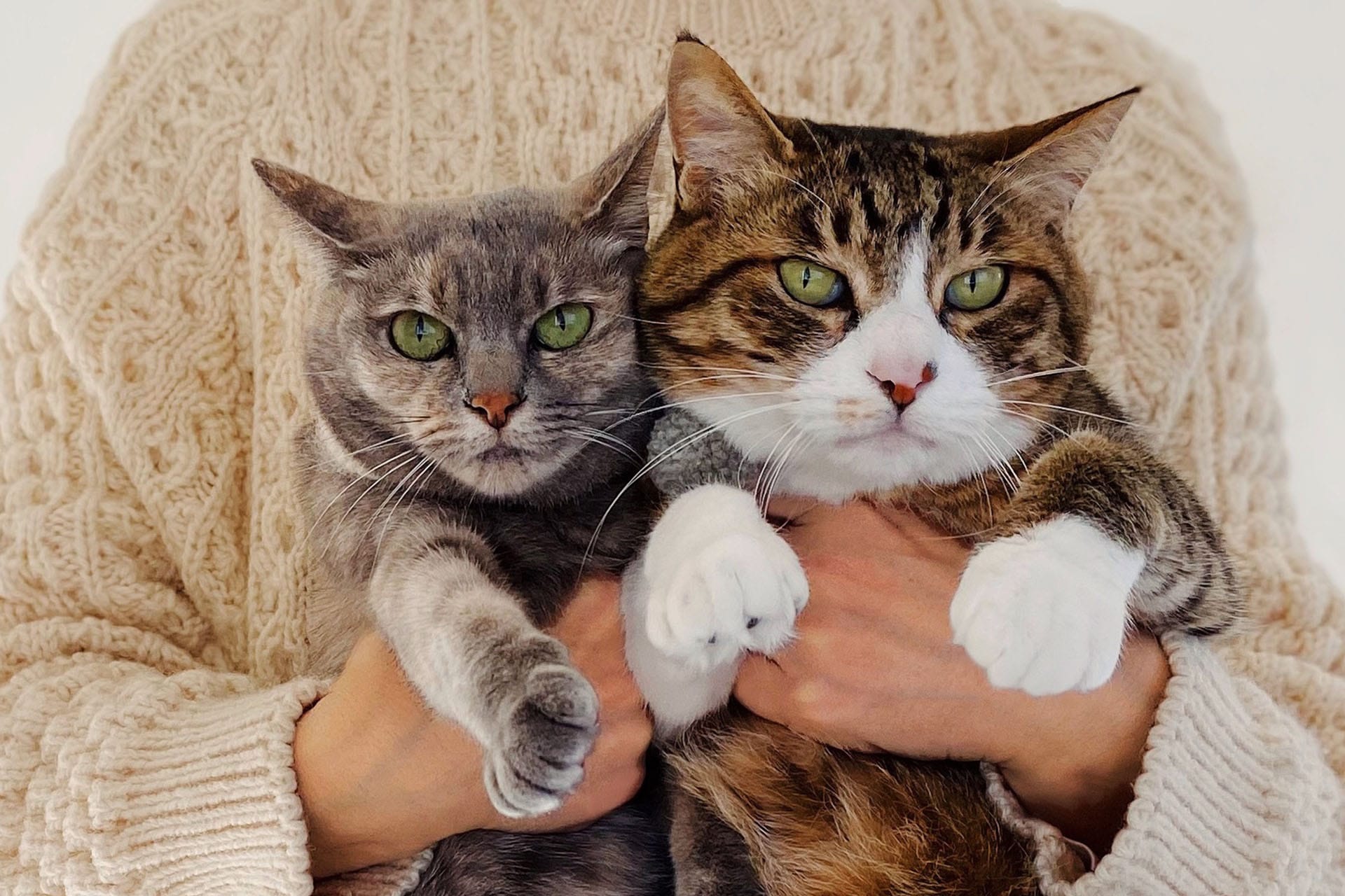 抱き抱えられた2匹の猫