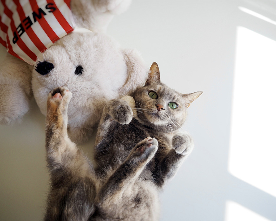 甘えたポーズをとる猫、もっぷ