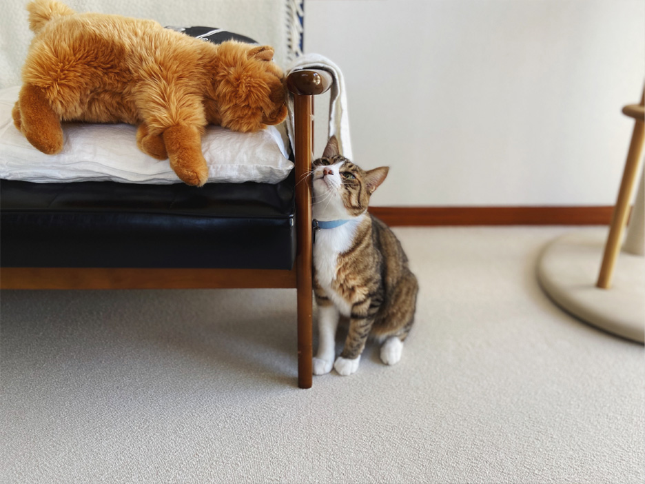 ぬいぐるみを見つめる猫、くるり