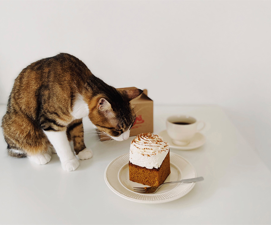 ケーキに鼻を近づけるもっぷ