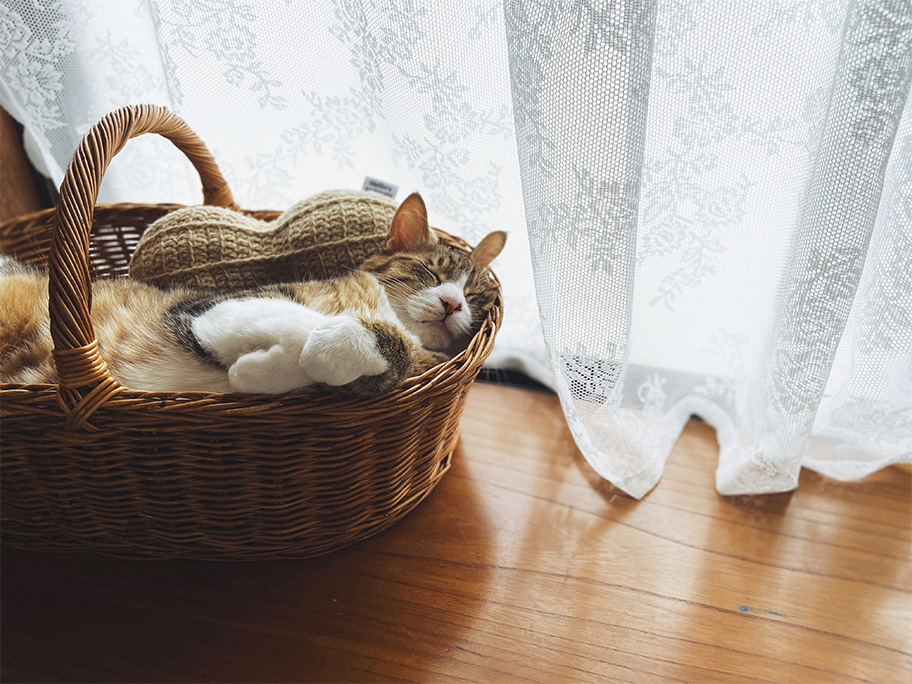 バスケットの中で眠るくるり