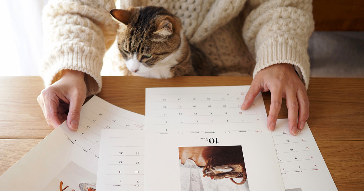 猫の写真がプリントされたカレンダーを見つめる猫