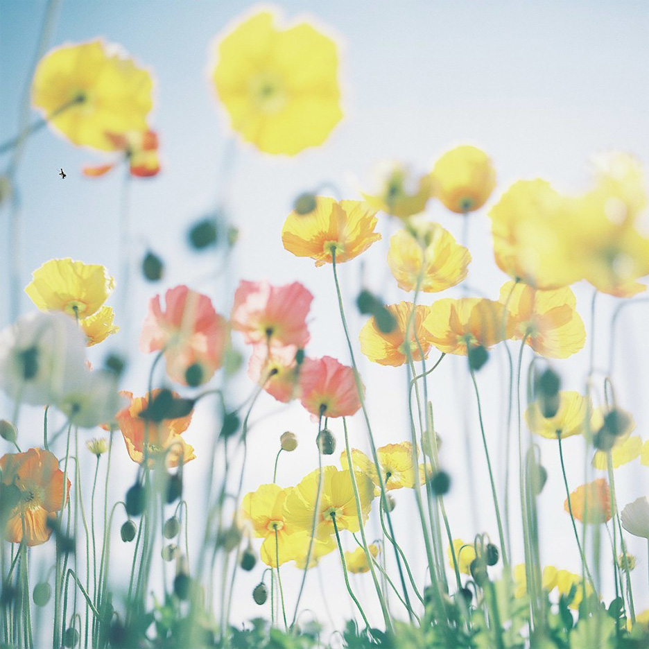 花の写真で癒される