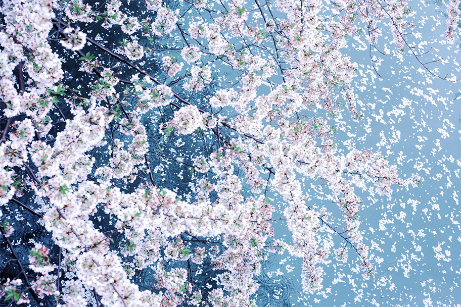 雨の目黒川沿いを歩きながら撮った、桜の写真