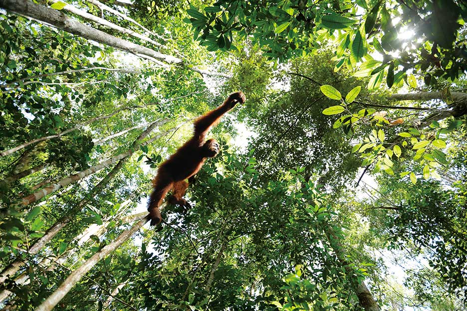 フジフイルム スクエア企画写真展「生き物たちの地球」で展示されるオランウータンの写真