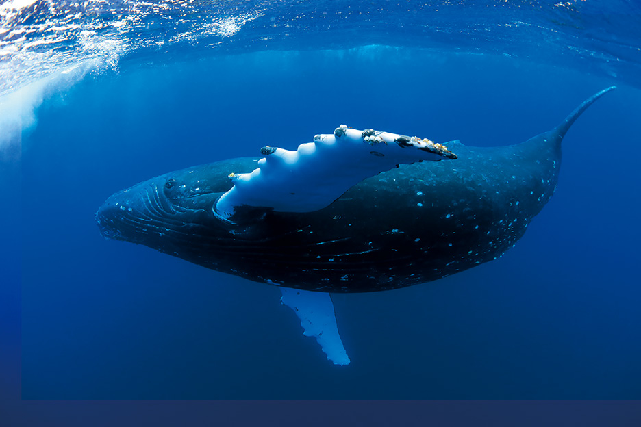 フジフイルム スクエア企画写真展「生き物たちの地球」で展示されるザトウクジラの写真