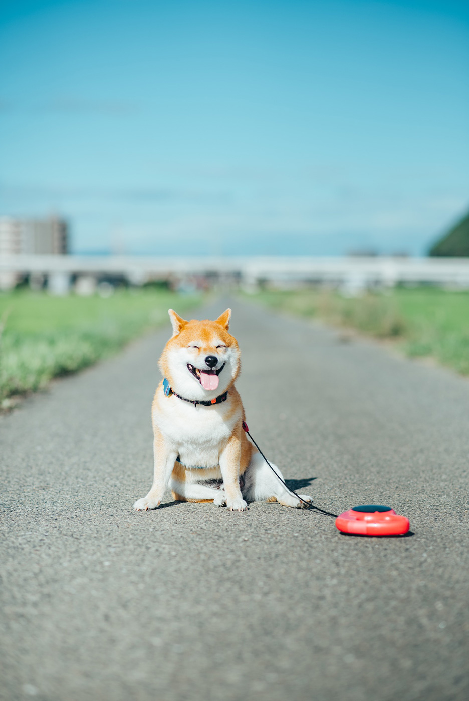 愛犬「八朔くん」の写真