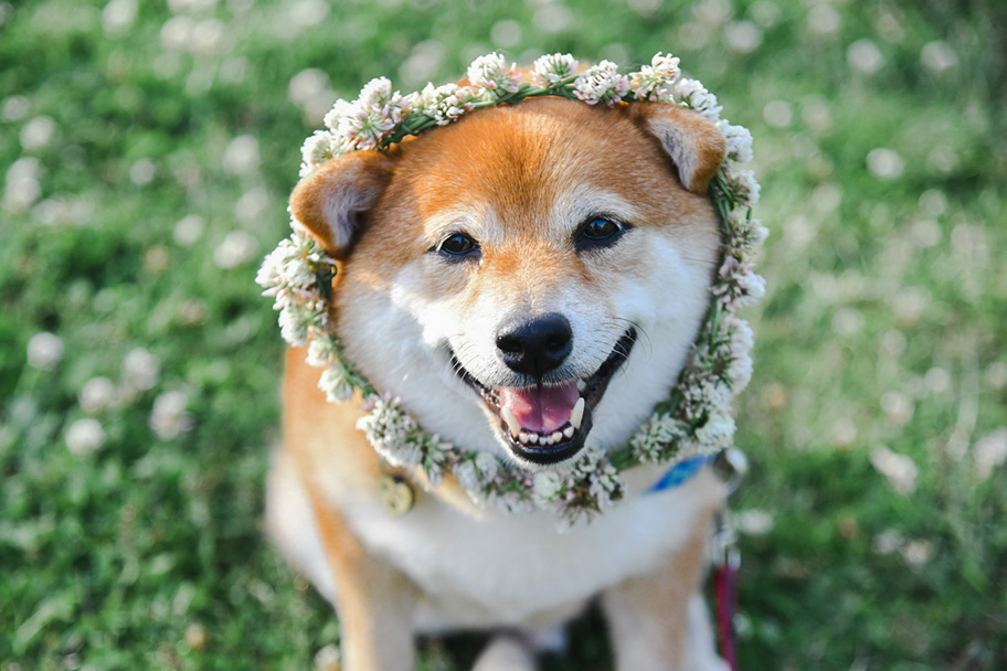 愛犬「八朔くん」の写真