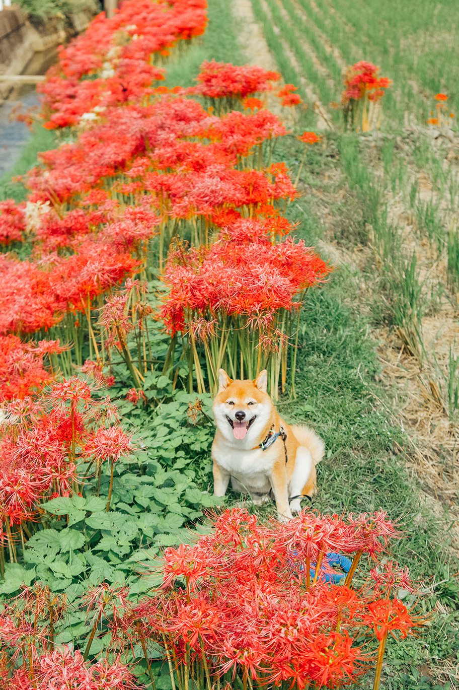 愛犬「八朔くん」の写真