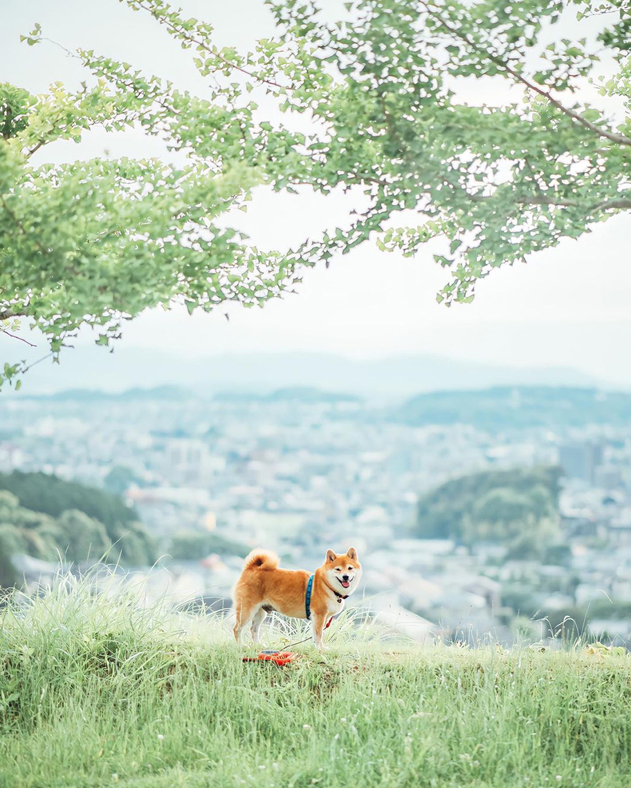 愛犬「八朔くん」の写真
