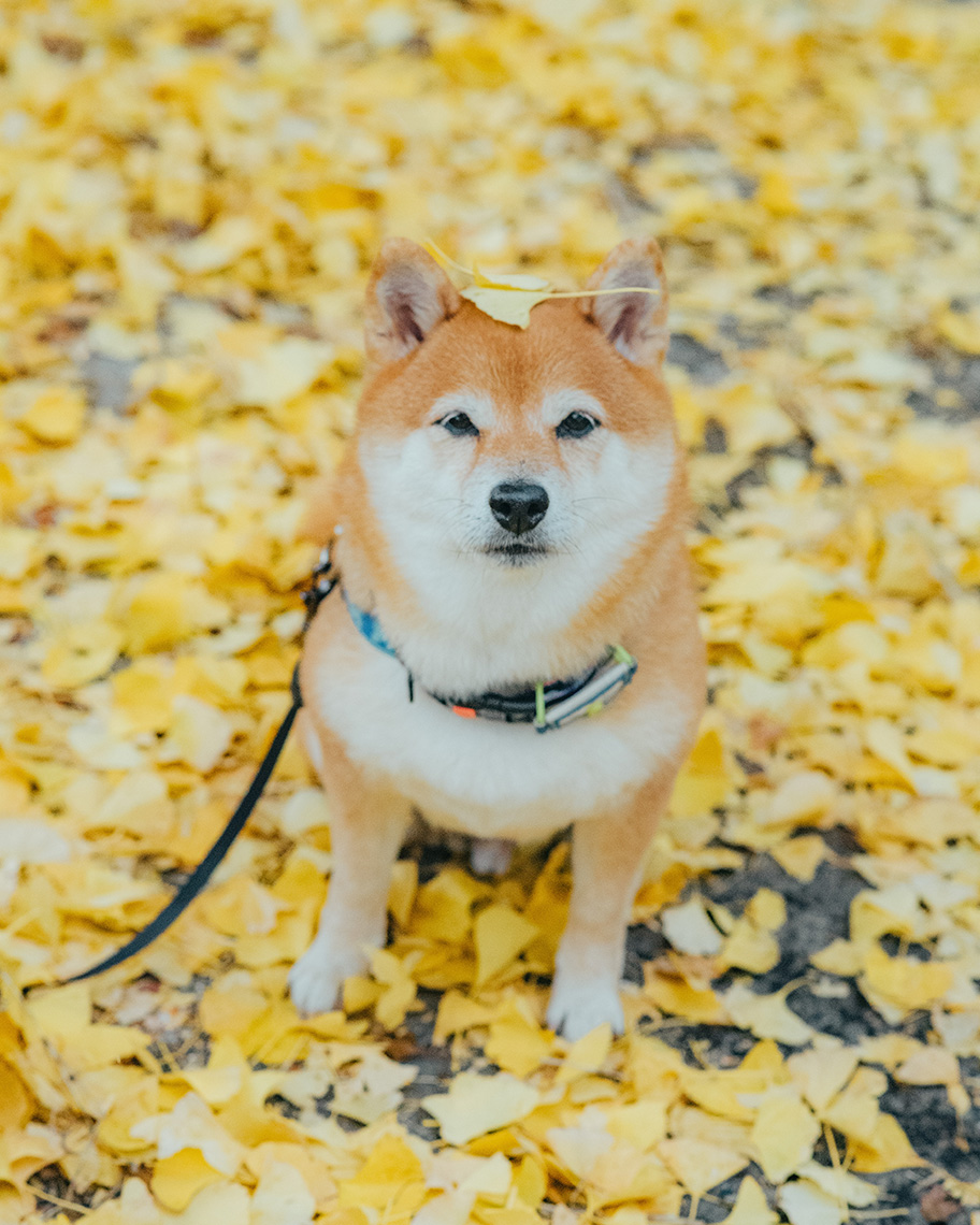 愛犬「八朔くん」の写真