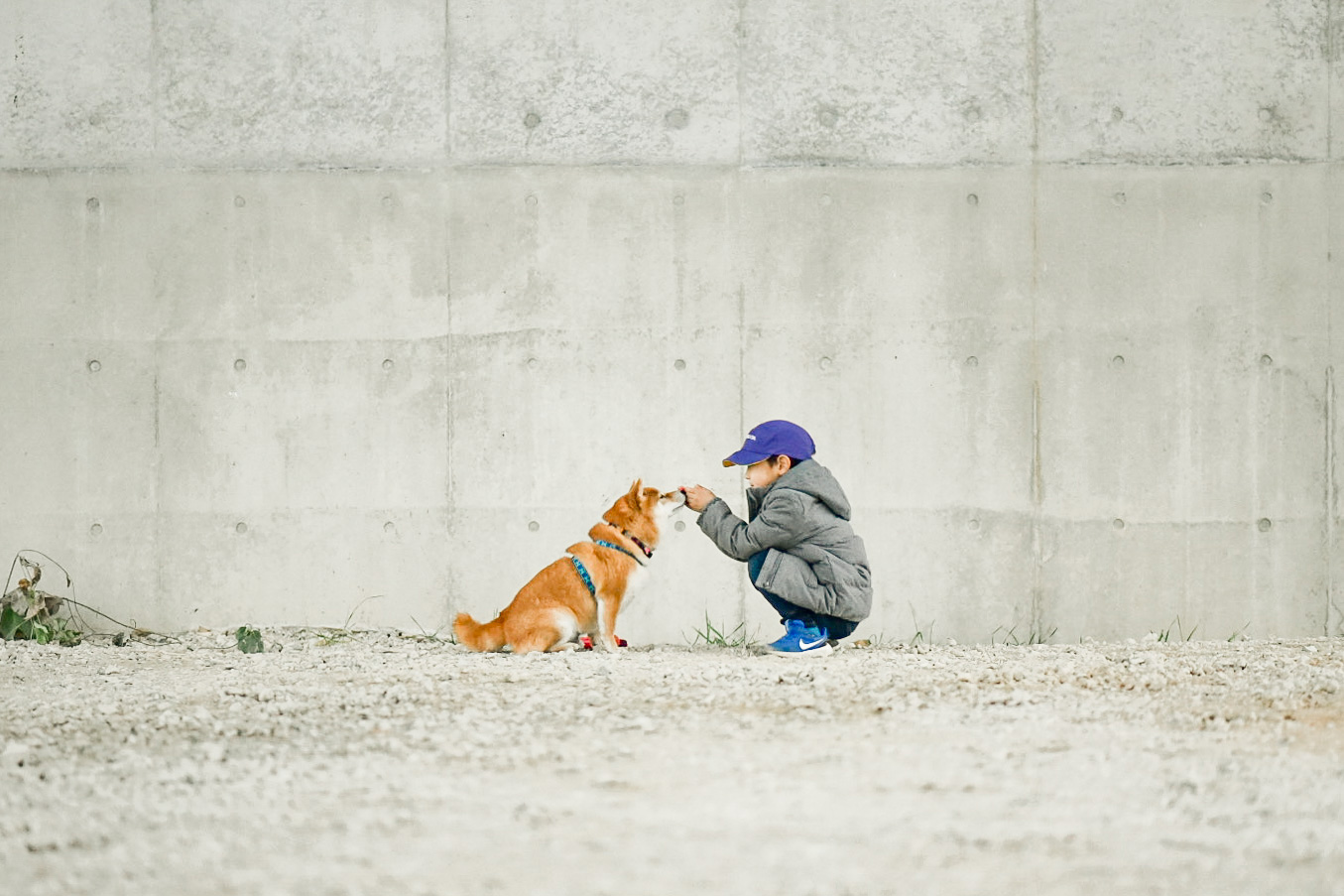 愛犬「八朔くん」と子供が戯れる写真