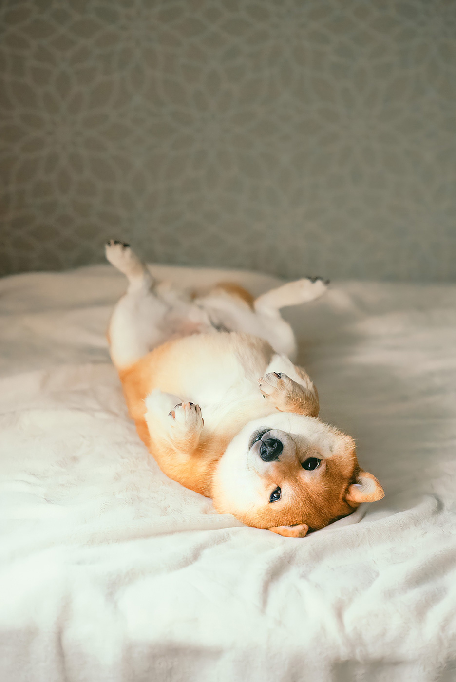 愛犬「八朔くん」が日向ぼっこをしている写真