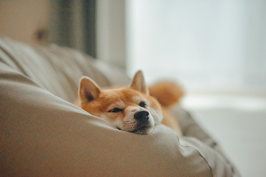 愛犬「八朔くん」の写真