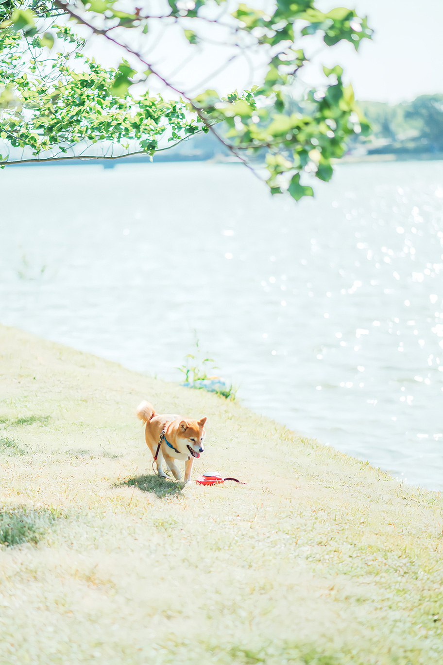 愛犬「八朔くん」の写真