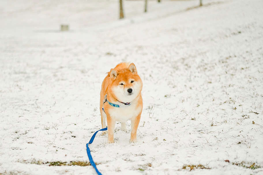 愛犬「八朔くん」の写真