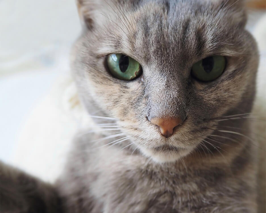 自然光を活かした猫の写真の例
