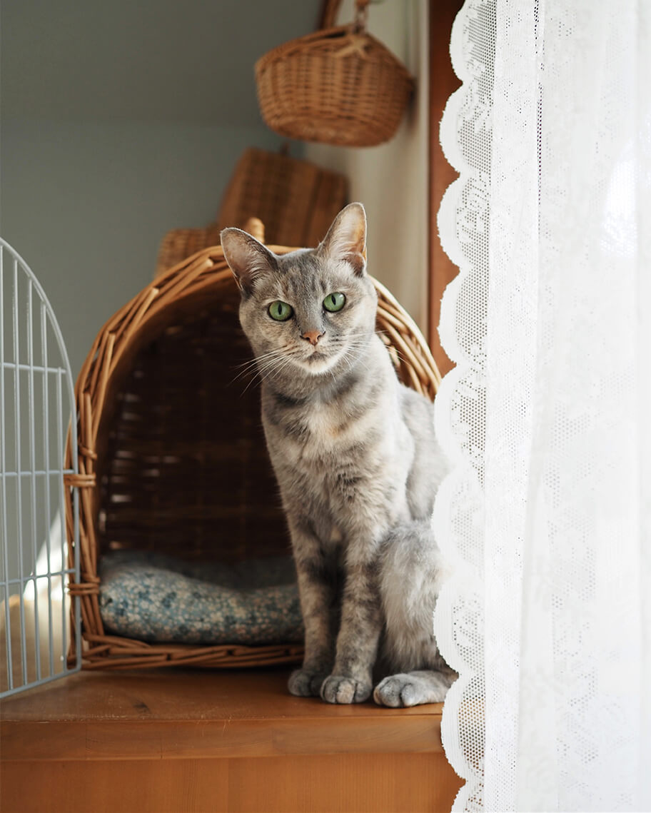 自然光を活かした猫の写真の例