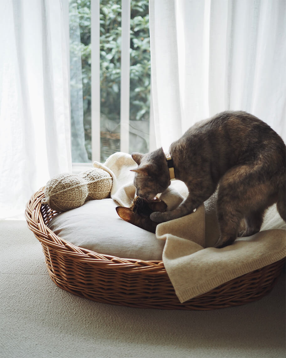 自然光を活かした猫の写真の例