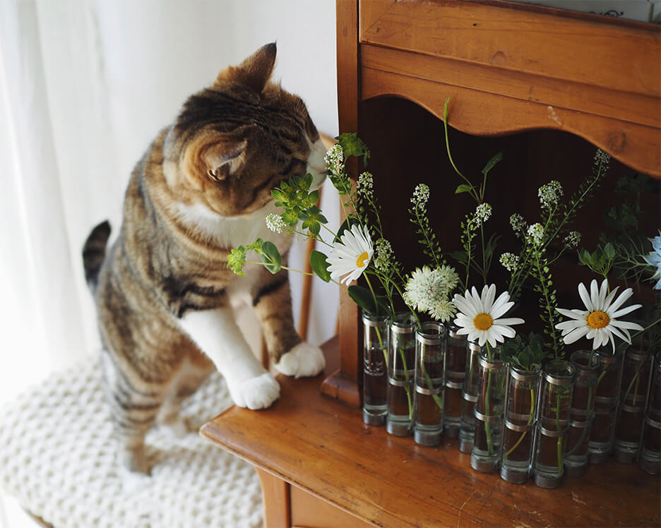 猫の写真