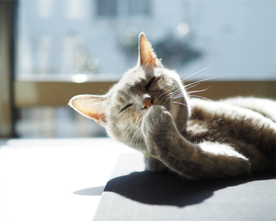 半開きの目をしている猫