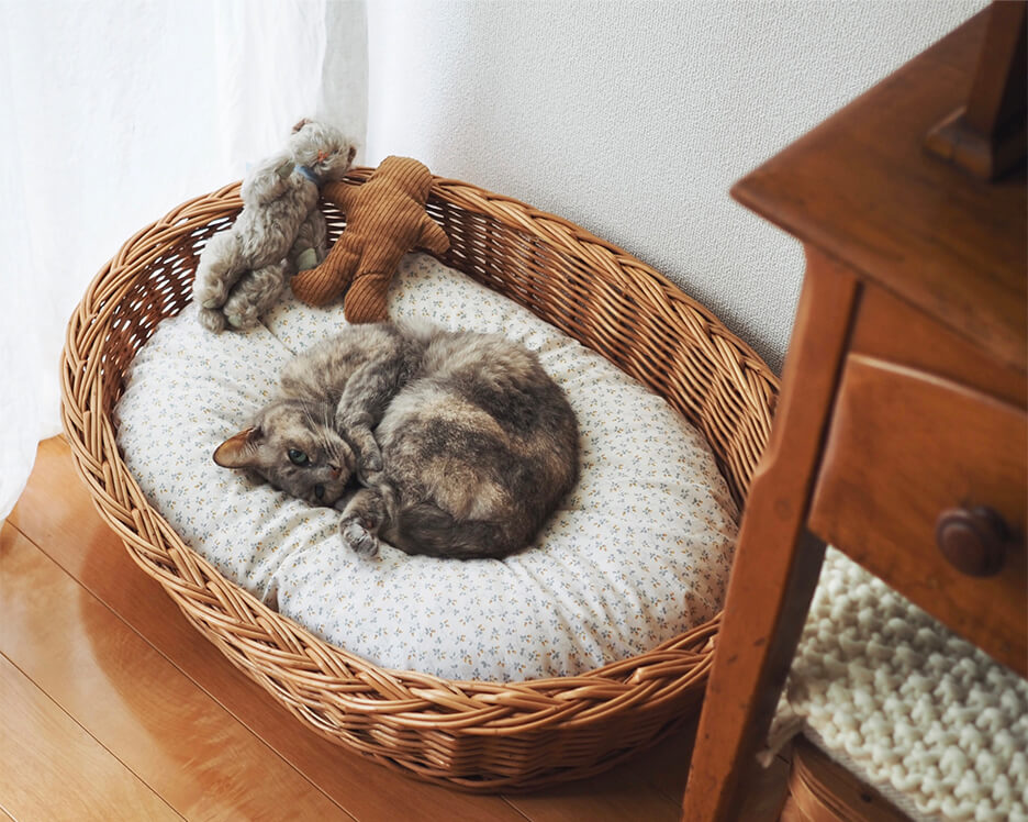 カゴのベッドで丸くなって眠る猫