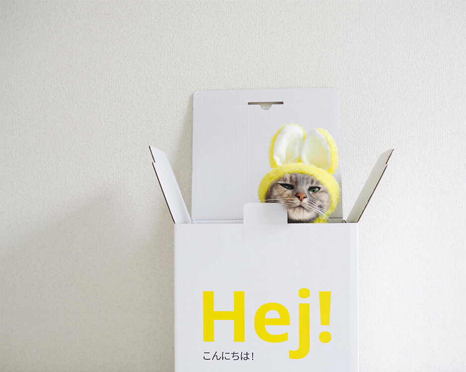 うさぎのかぶりものをした猫