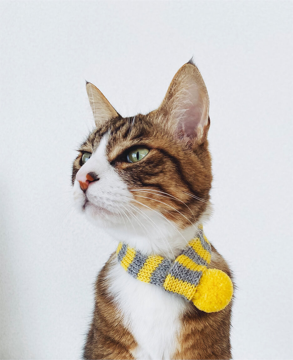 マフラーを巻いた猫