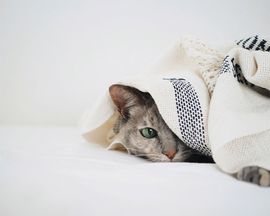 猫の写真