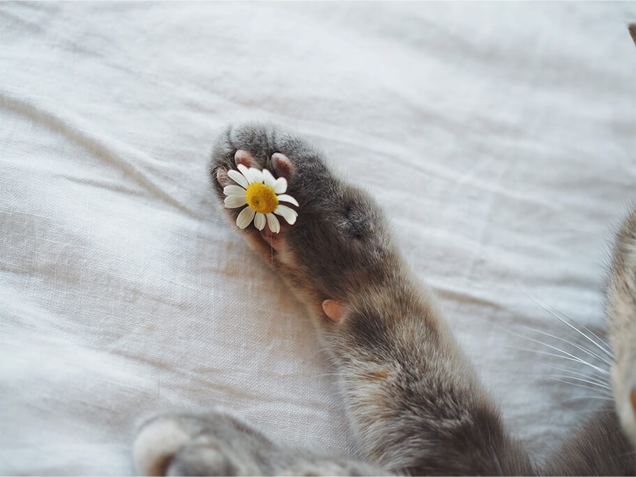 花を握る猫の手