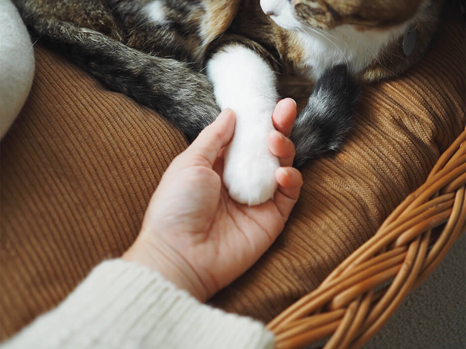 猫と手を繋いでいる写真