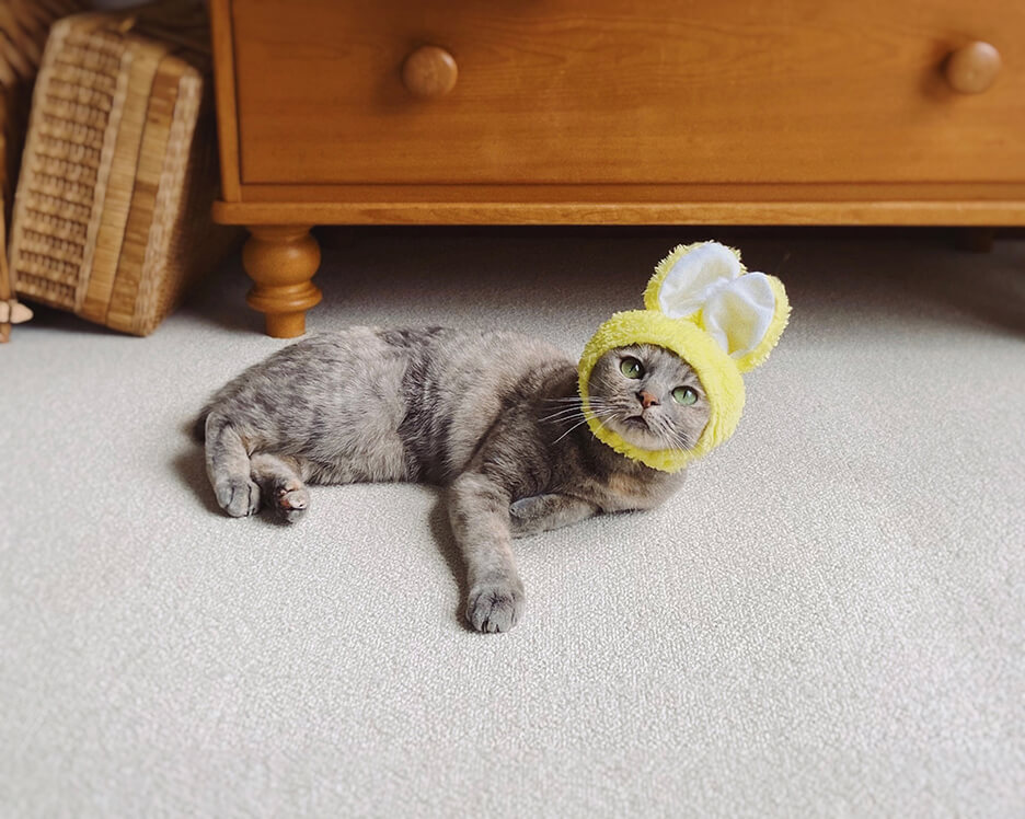 うさぎの被り物をした猫
