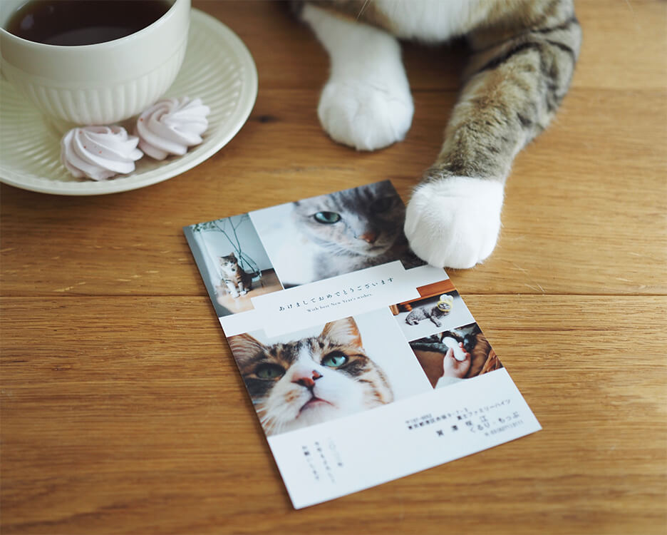 猫の写真がプリントされた年賀状