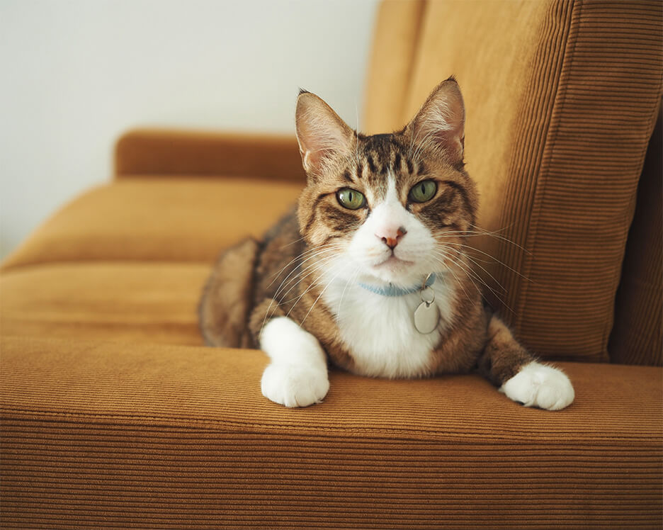 猫の写真