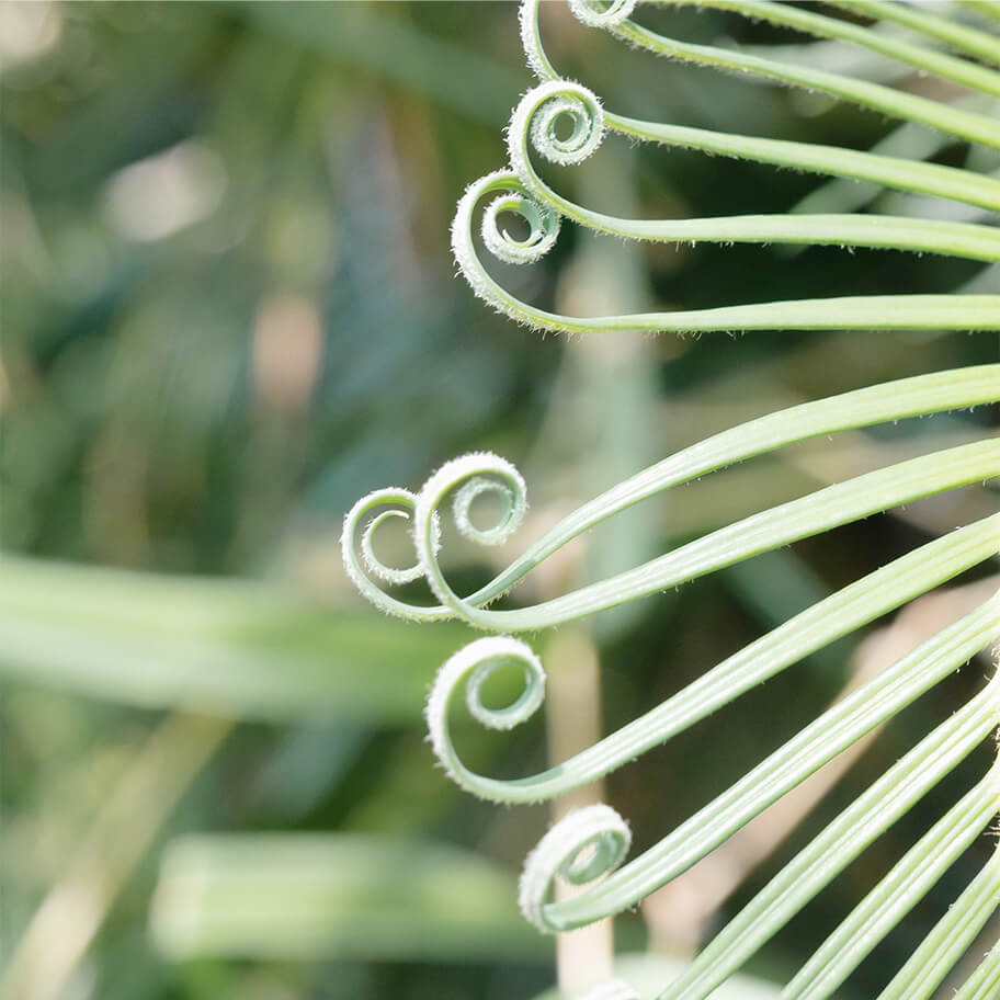 葉の先が丸まっている植物の写真