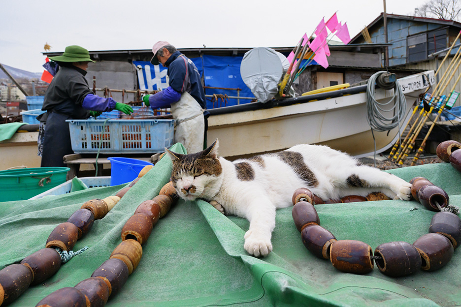 今話題のボス猫「ケンジ」の魅力に迫る！猫の写真グッズのつくり方も