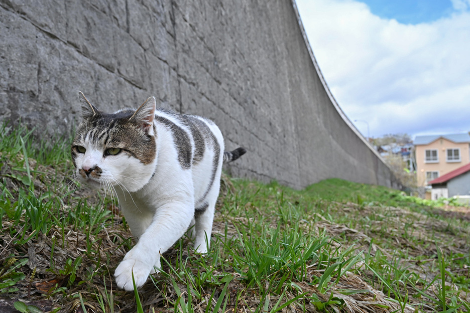 今話題のボス猫「ケンジ」の魅力に迫る！猫の写真グッズのつくり方も