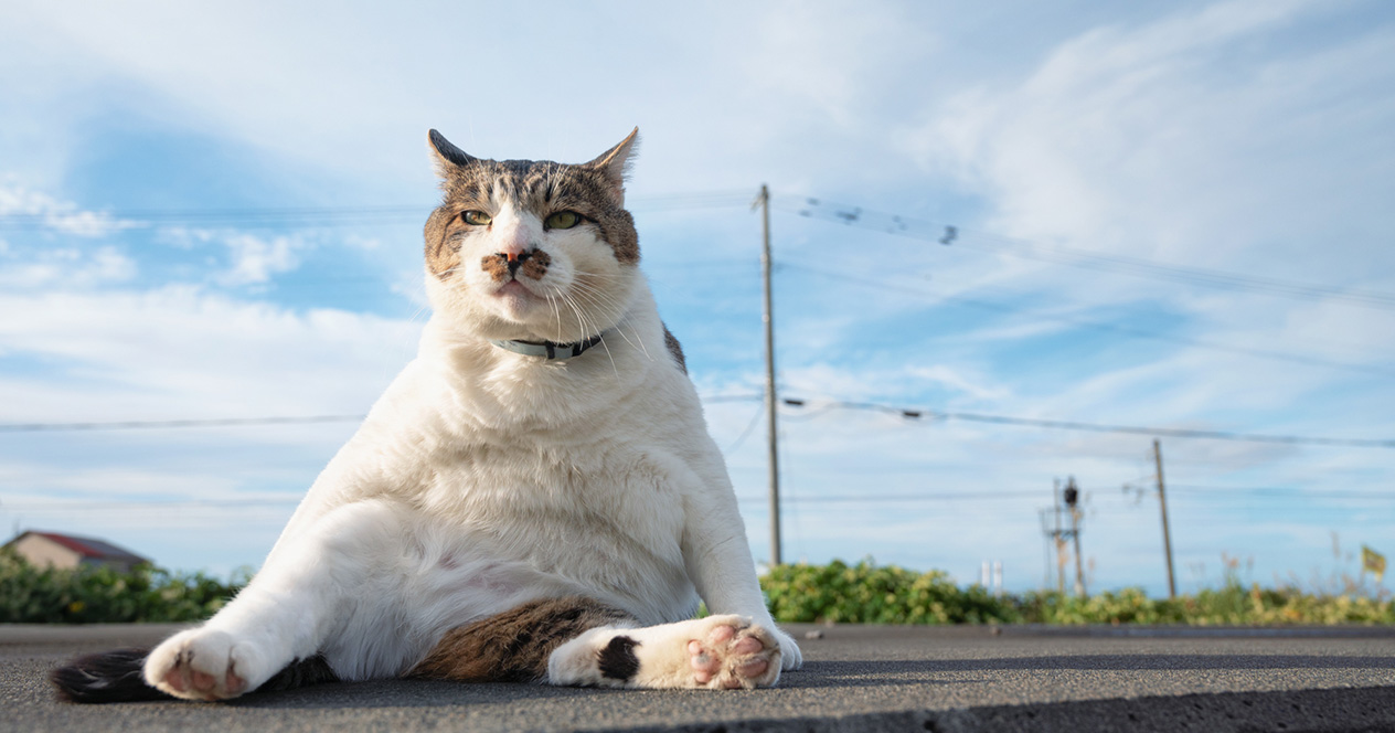 今話題のボス猫「ケンジ」の魅力に迫る！猫の写真グッズのつくり方も