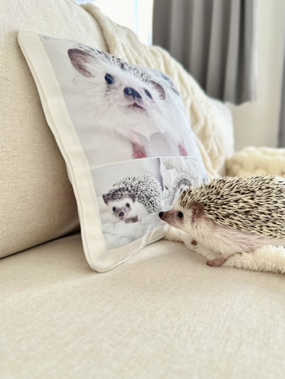 ハリネズミの写真がプリントされた写真入りオリジナルクッションを見るハリネズミの写真