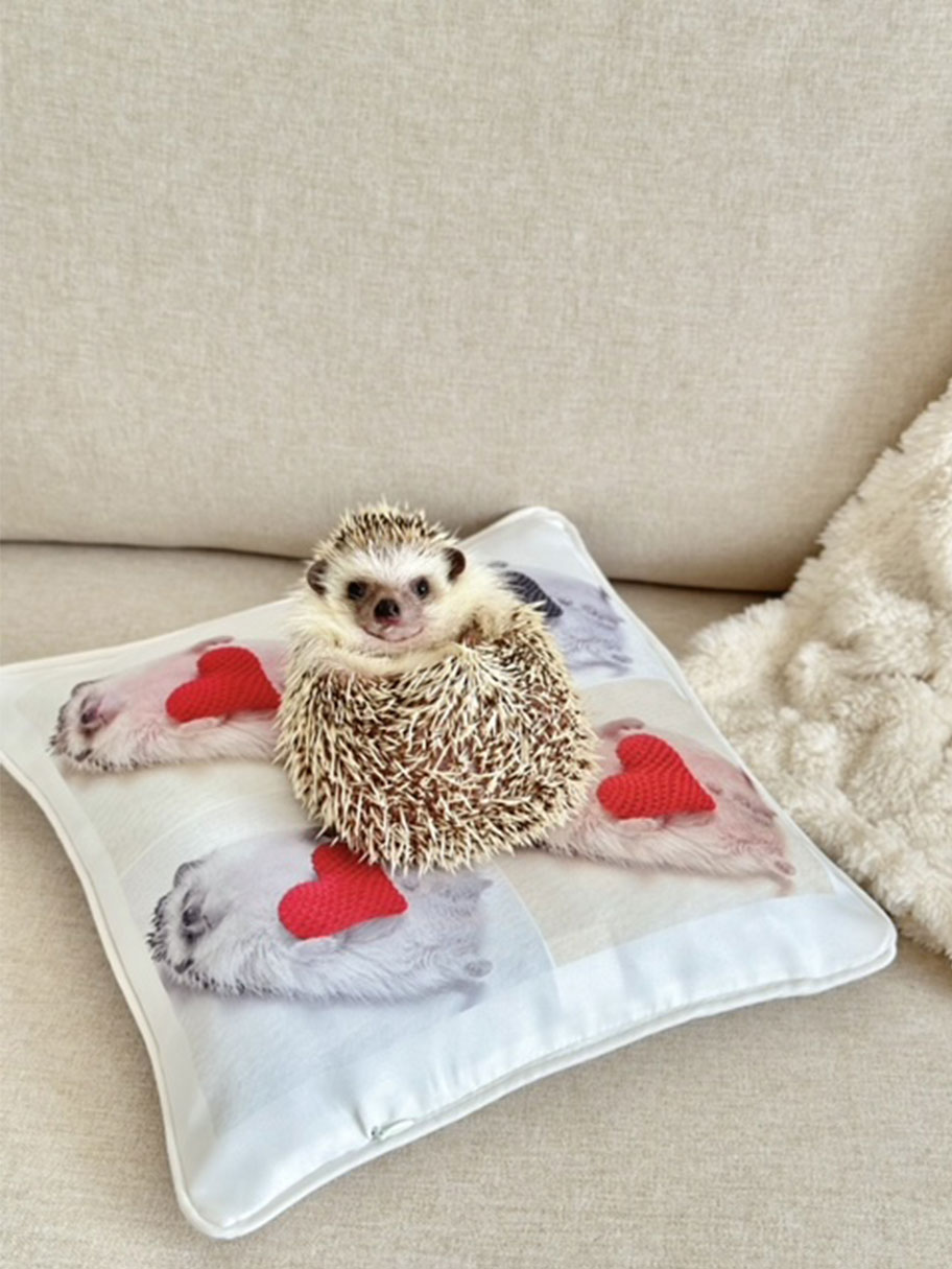 写真入りオリジナルクッションの上に座るハリネズミの写真