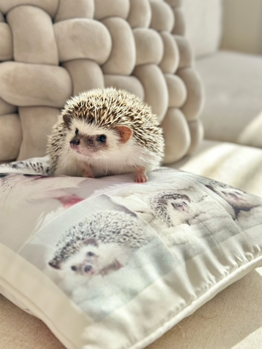 ハリネズミの写真入りオリジナルクッションの上に乗ったハリネズミの写真