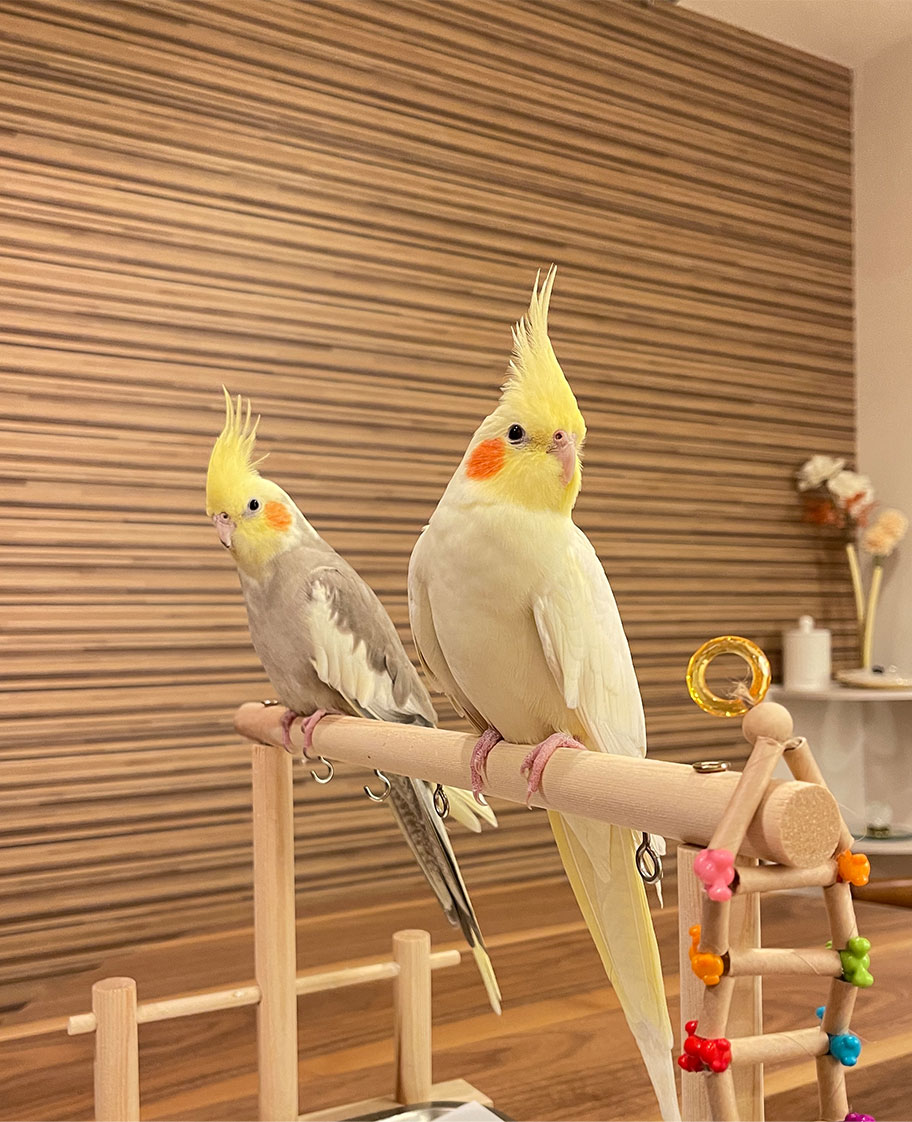 2羽のオカメインコ
