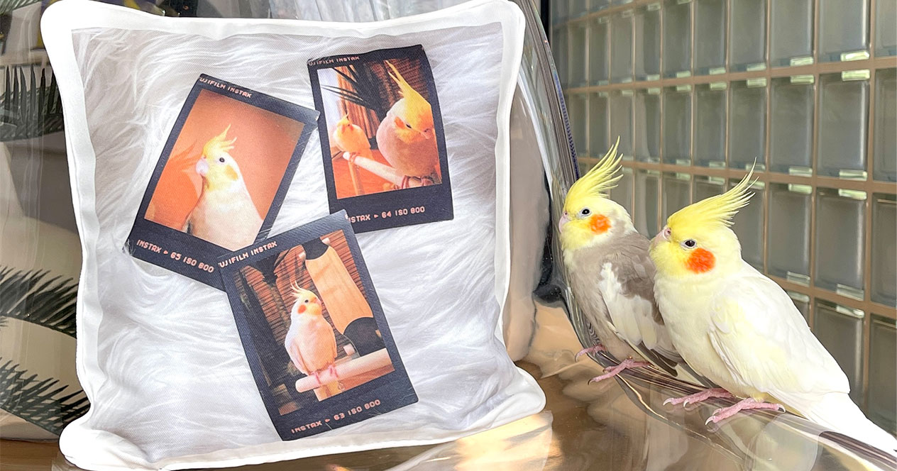 オカメインコの写真がプリントされた写真入りオリジナルクッションとオカメインコ2羽の写真