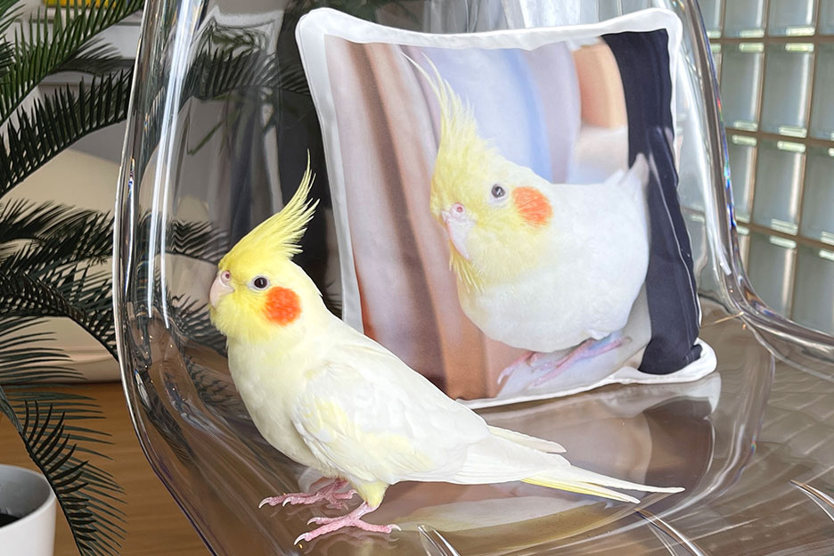 オカメインコの写真がプリントされたの写真入りオリジナルクッションとオカメインコ